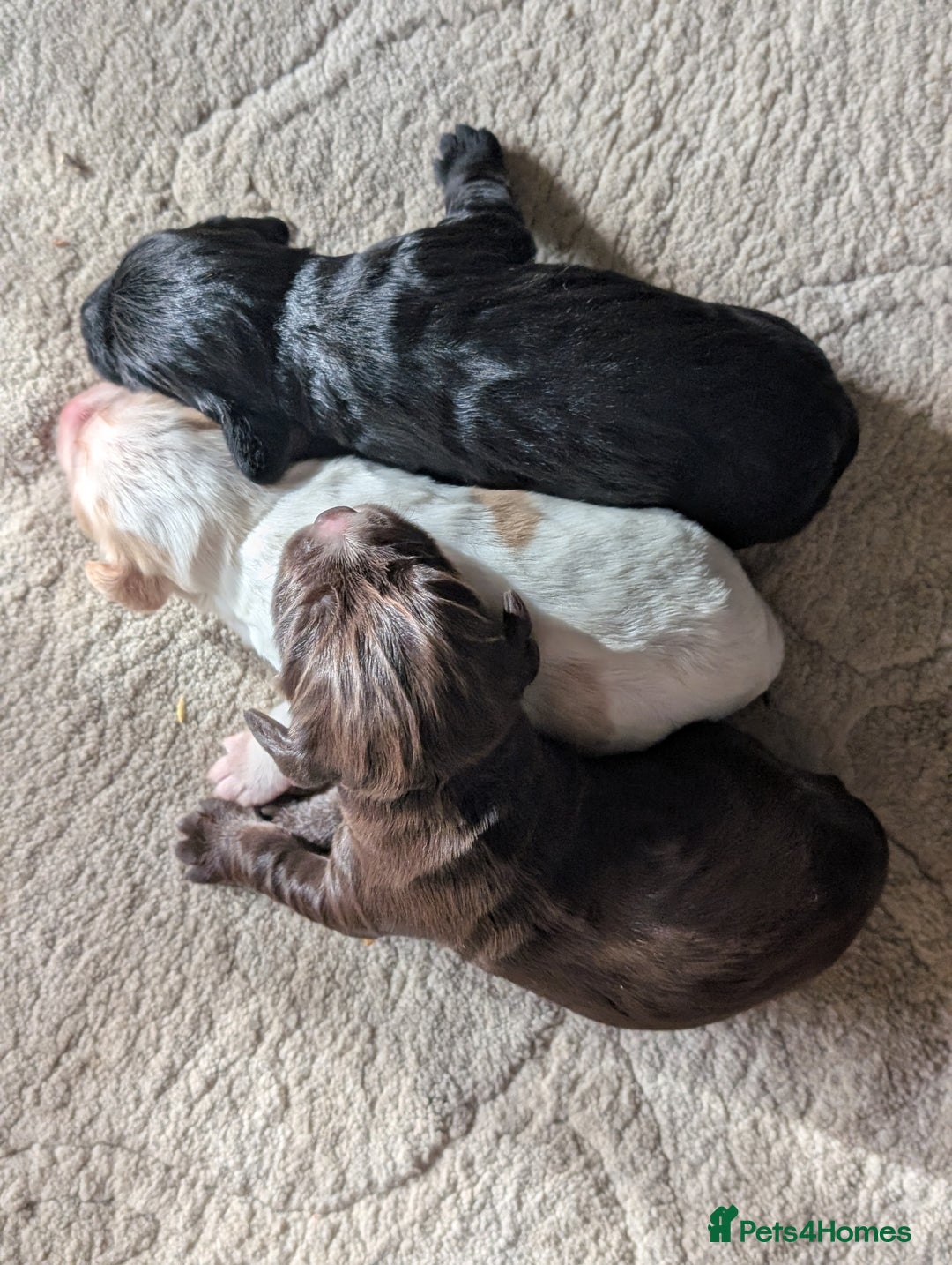 Cocker Spaniel dogs for sale: 🐾 Working Cocker Spaniel Puppies 🐾 - Image 2