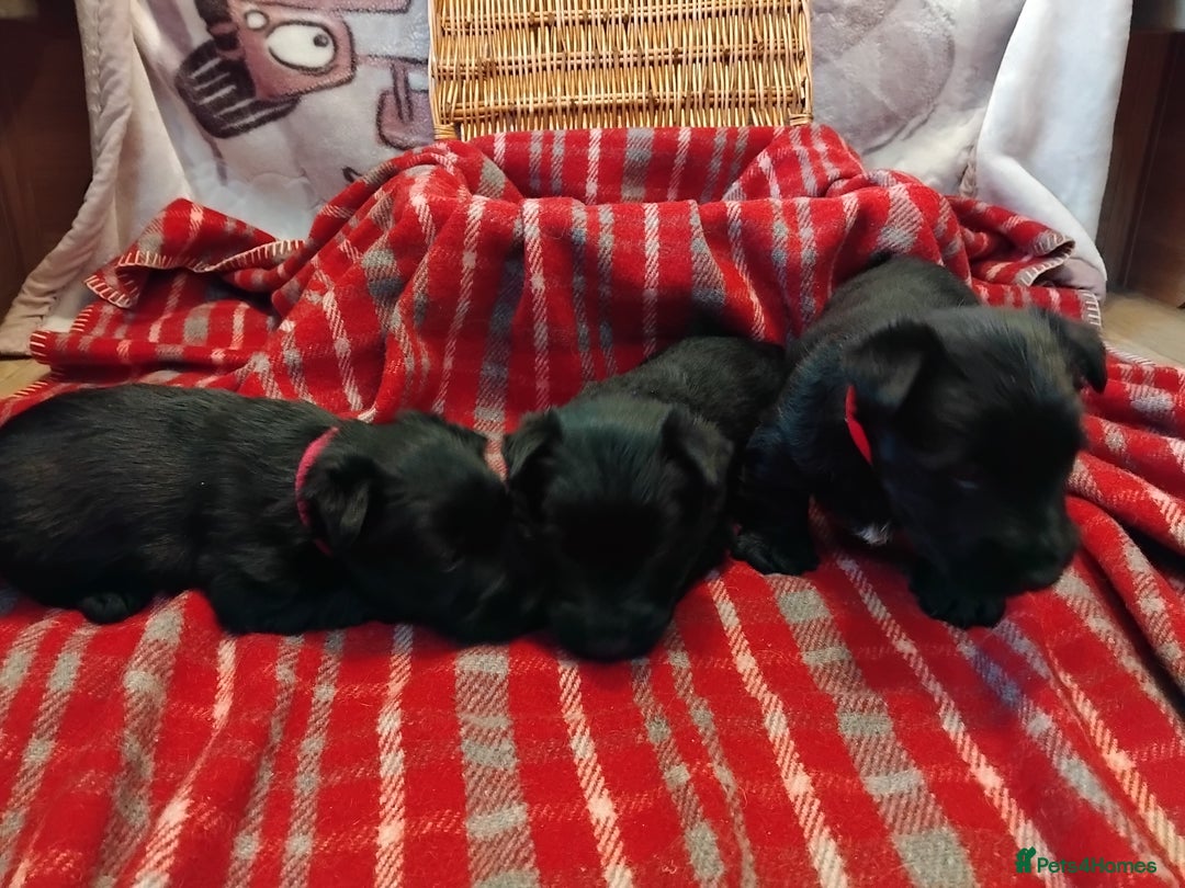 Scottish Terrier dogs for sale: Scottie terrier puppies - Advert 10