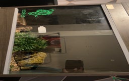 Corn Snake reptiles for sale: Palmetto’s  - Image 7
