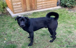 Mixed Breed dogs for sale: Labrakita Male 9 months - Image 3