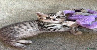 British Shorthair cats - Advert 10