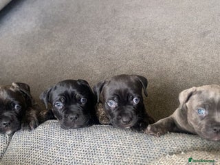 Mixed Breed dogs American pocket Corso puppies - Advert 17