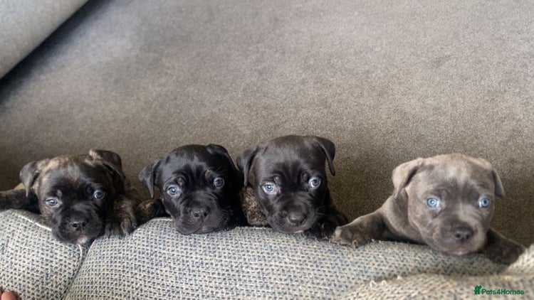 Mixed Breed dogs American pocket Corso puppies - Advert 17