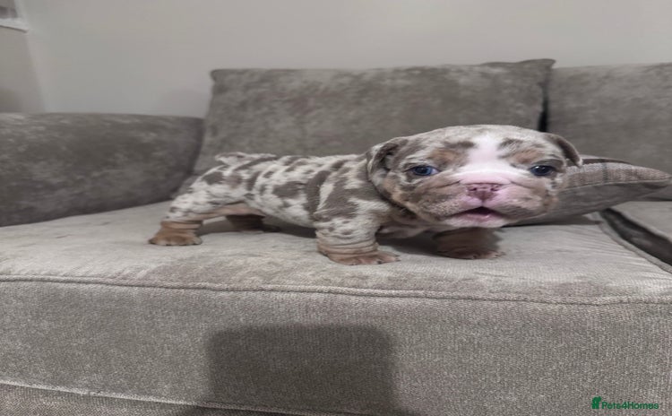 English Bulldog dogs Adorable little English Bulldogs - Advert 2