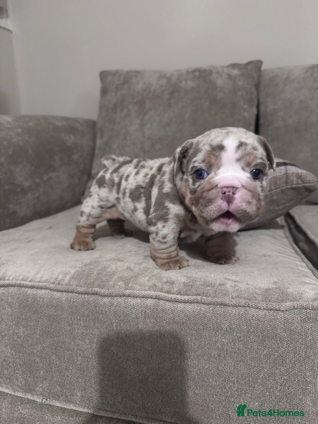 English Bulldog dogs for sale: English Bulldogs ready to leave 10/12/25  - Advert 5