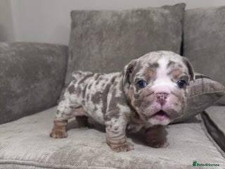 English Bulldog dogs Adorable little English Bulldogs - Advert 2