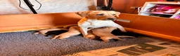 Labrador Retriever dogs for sale: KC Labrador Puppies in Gillingham - Advert 3