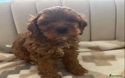 Cavapoo dogs for sale: Gorgeous cavapoo puppies available 🐾 - Image 8