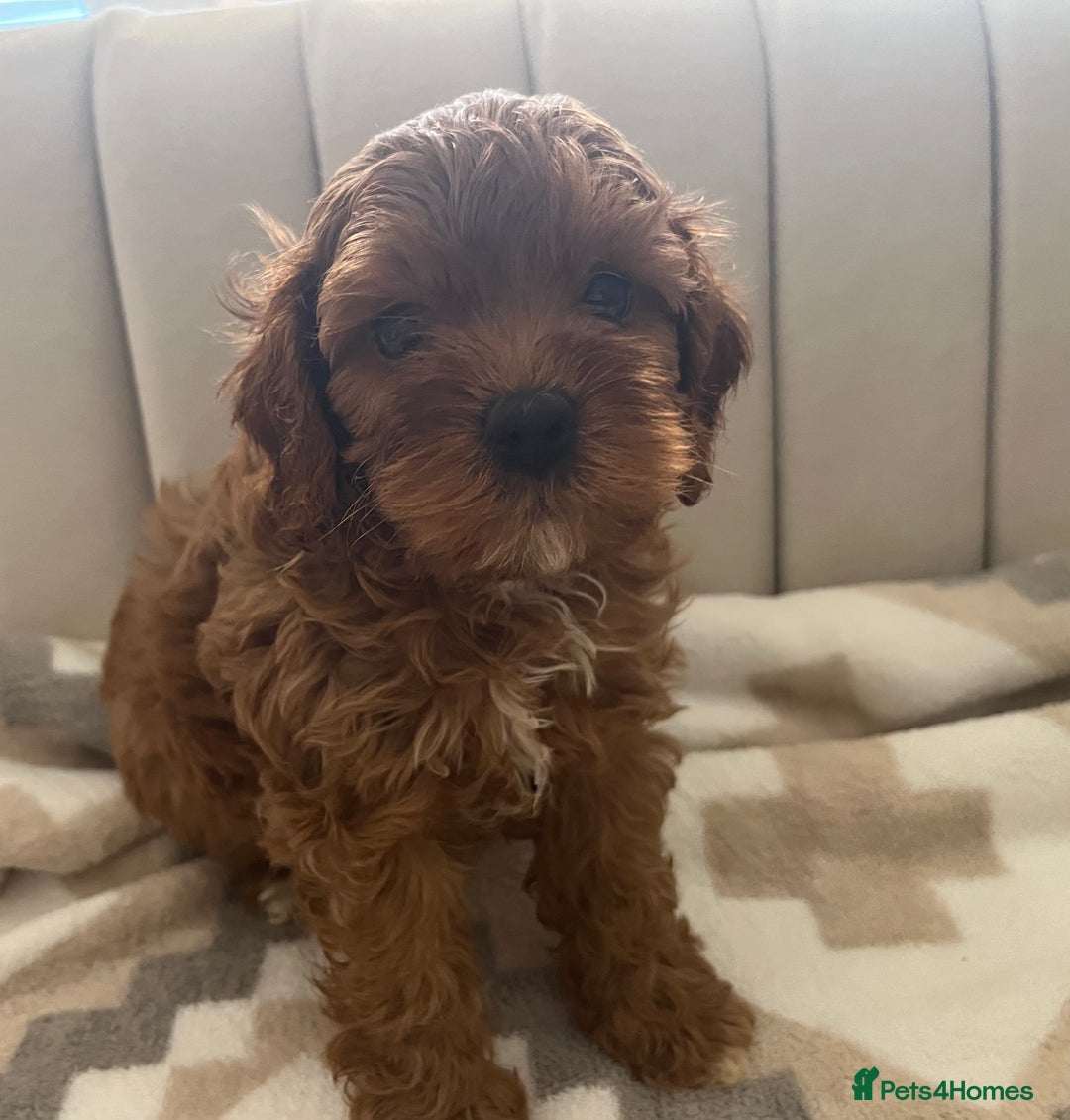 Cavapoo dogs for sale: Gorgeous cavapoo puppies available 🐾 - Image 8
