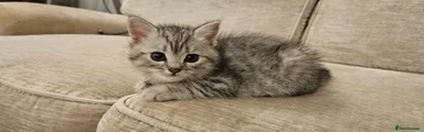 British Shorthair Tabby