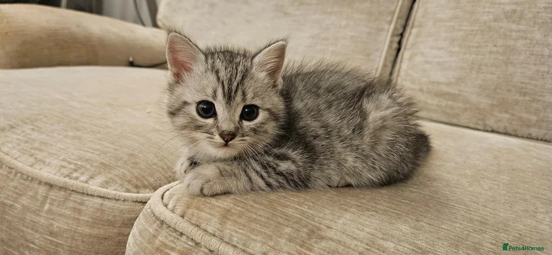 British Shorthair cats for sale: Fabulous kittens  ready  for their forever home in Dunmow - Advert 2