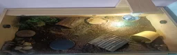 Tortoise reptiles for sale: Horsefield tortoise  in Barnsley - Advert 5