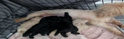Miniature Poodle dogs for sale: Miniature poodles puppys  - Advert 1