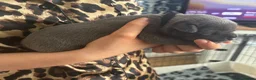 Staffordshire Bull Terrier dogs for sale: 🖤💙 Stunning Litter - Advert 23