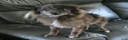 Pomeranian dogs for sale: Rex male pomeranian  - Advert 8