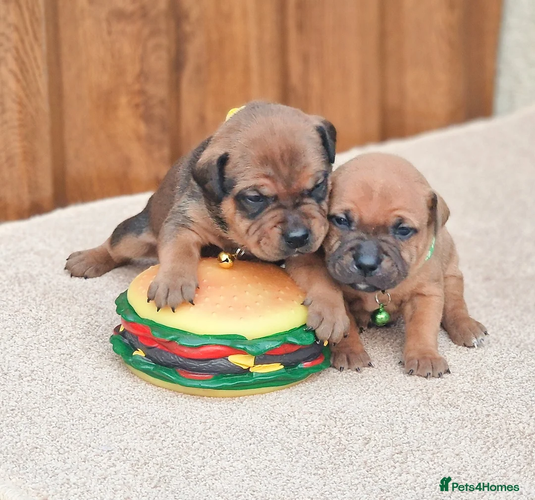 Staffordshire Bull Terrier dogs for sale: SHOW QUAILTY RED STAFF PUPPIES COI 2.9% 🐶 🔥🔥😍 - Advert 9