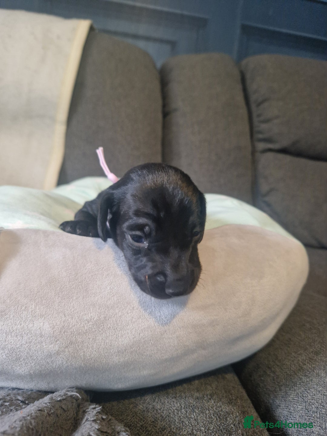 Miniature Dachshund dogs for sale: Miniature dachshund  - Advert 3