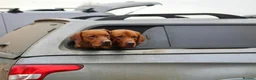 Labrador Retriever dogs for sale: Red KC registered Labradors  - Advert 5