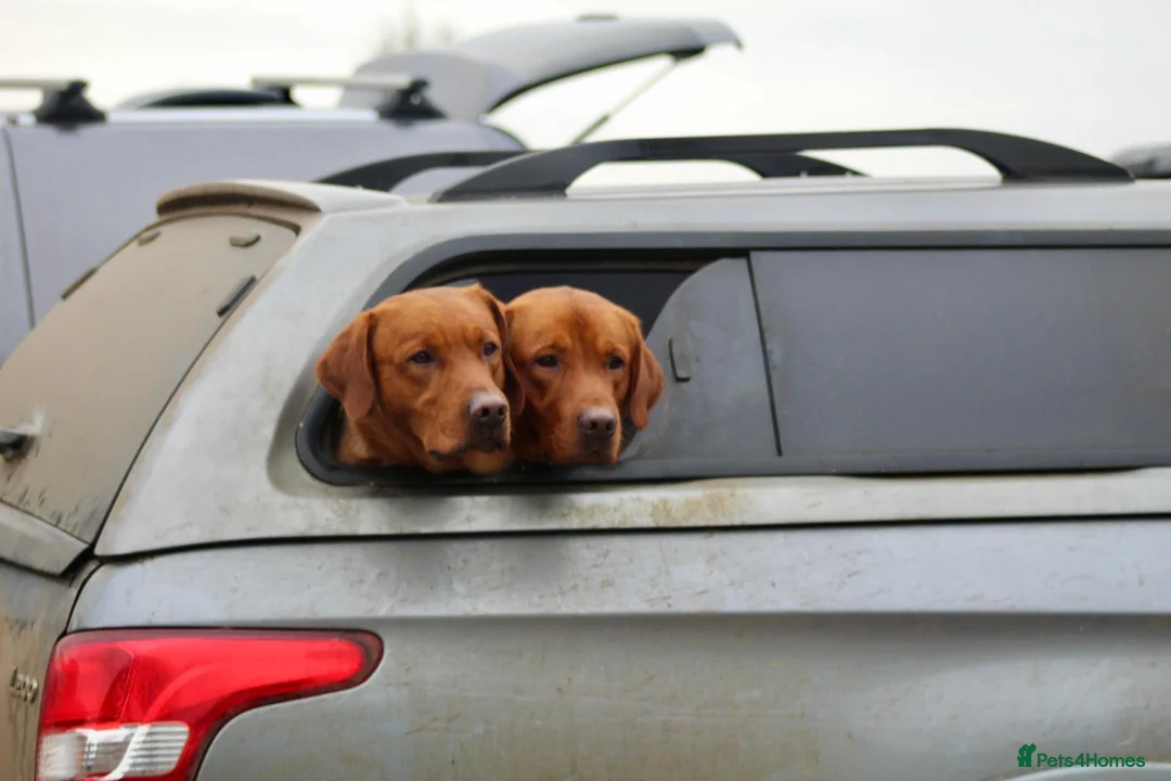 Labrador Retriever dogs for sale: Red KC registered Labradors  - Advert 5