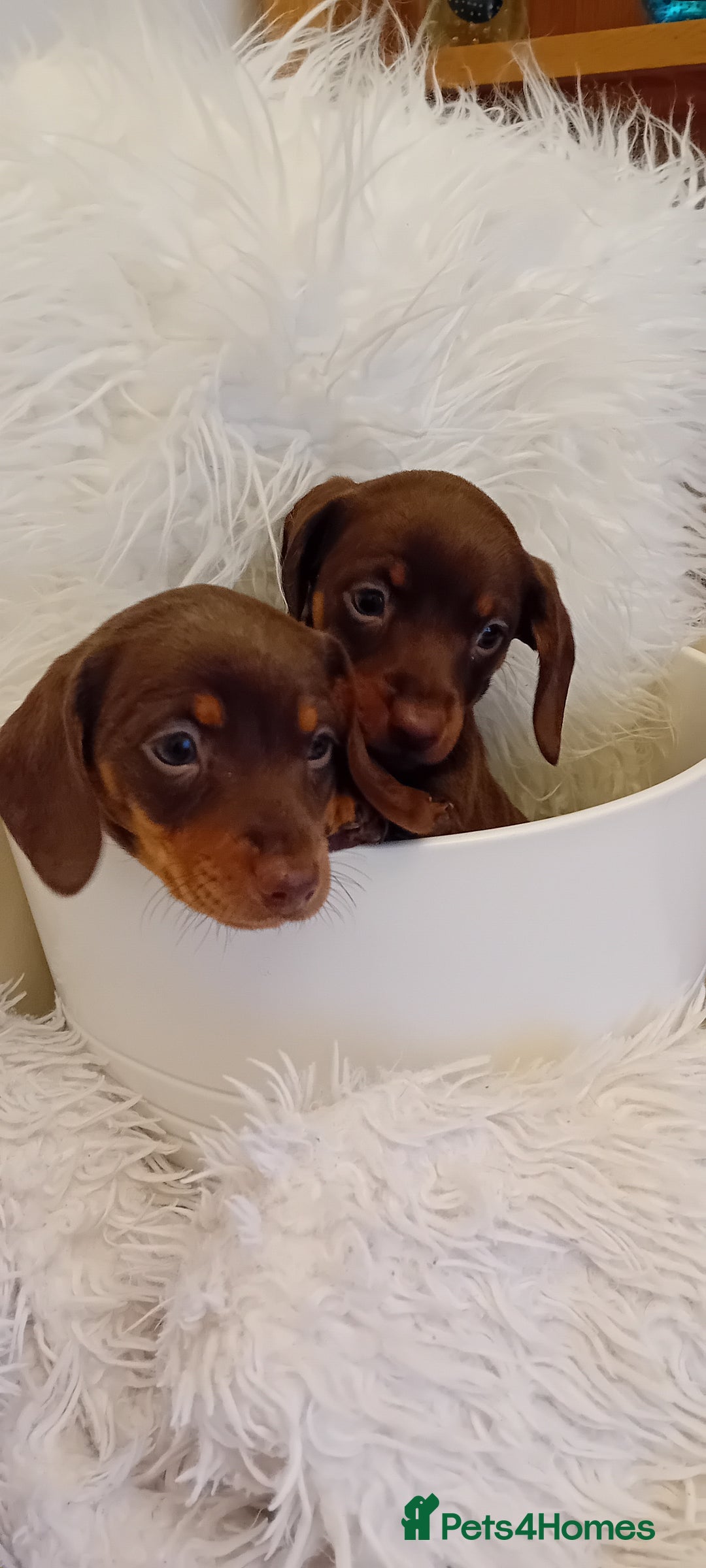 Miniature Dachshund dogs for sale: Chocolate and tan  girls - Advert 2