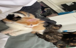 Ragdoll cats for sale: Ragdoll Kittens - Image 14