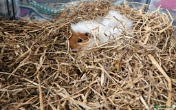 Guinea Pig rodents for sale: 2 female guinea pigs  - Advert 1