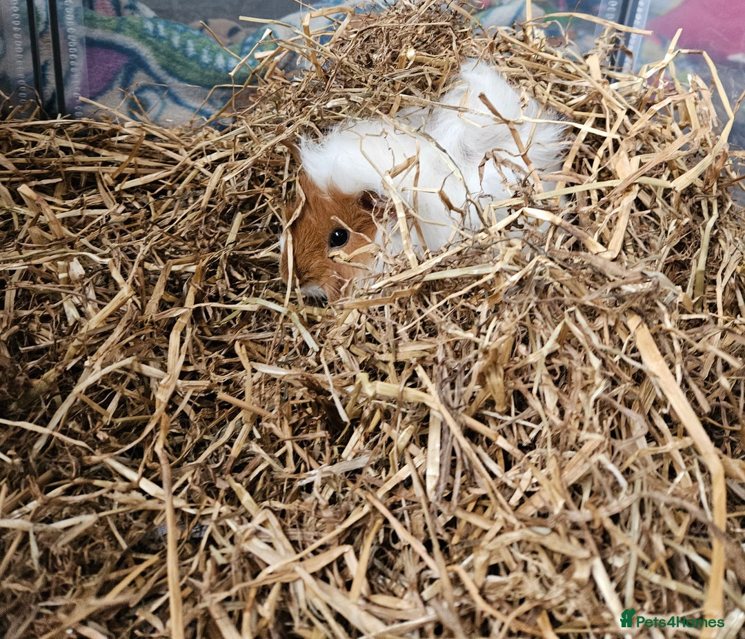 Guinea Pig rodents for sale: 2 female guinea pigs  - Advert 1