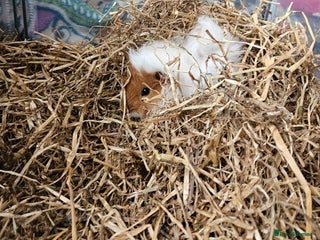 Guinea Pig rodents 2 female guinea pigs - Advert 1