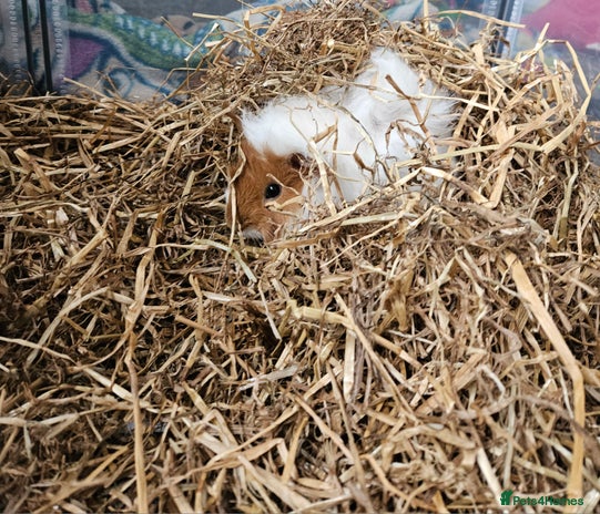 Guinea Pig rodents 2 female guinea pigs - Advert 1