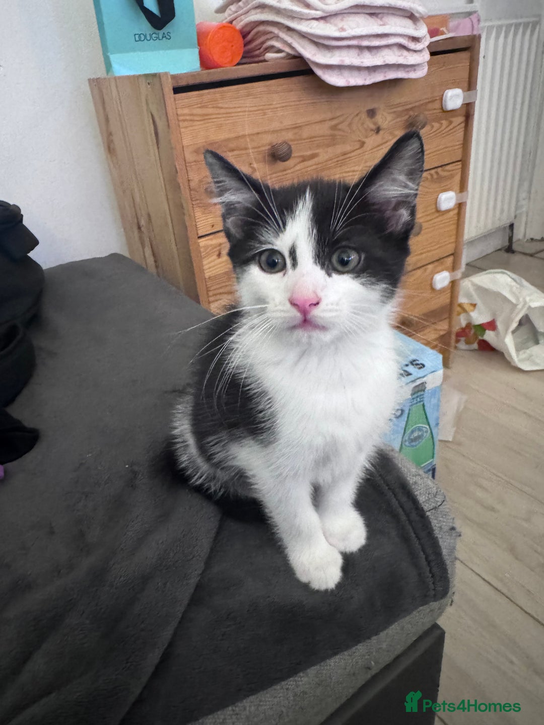 Mixed Breed cats for sale: Beautiful kitten looking new home 🐱🧡 - Advert 9