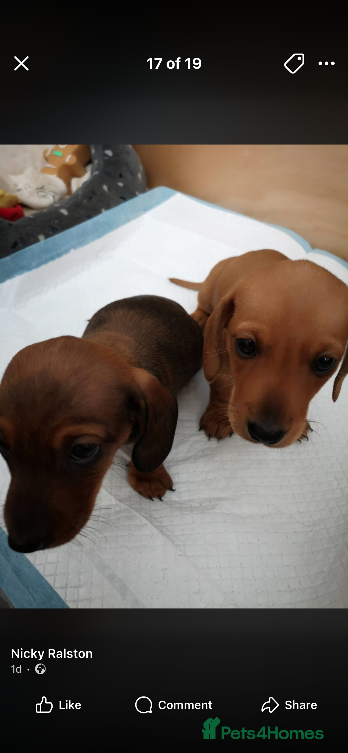 Dachshund dogs Adorable 1 chocolate and golden brown Dachshunds. - Advert 18