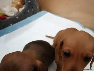 Dachshund dogs Adorable 1 chocolate and golden brown Dachshunds. - Advert 18