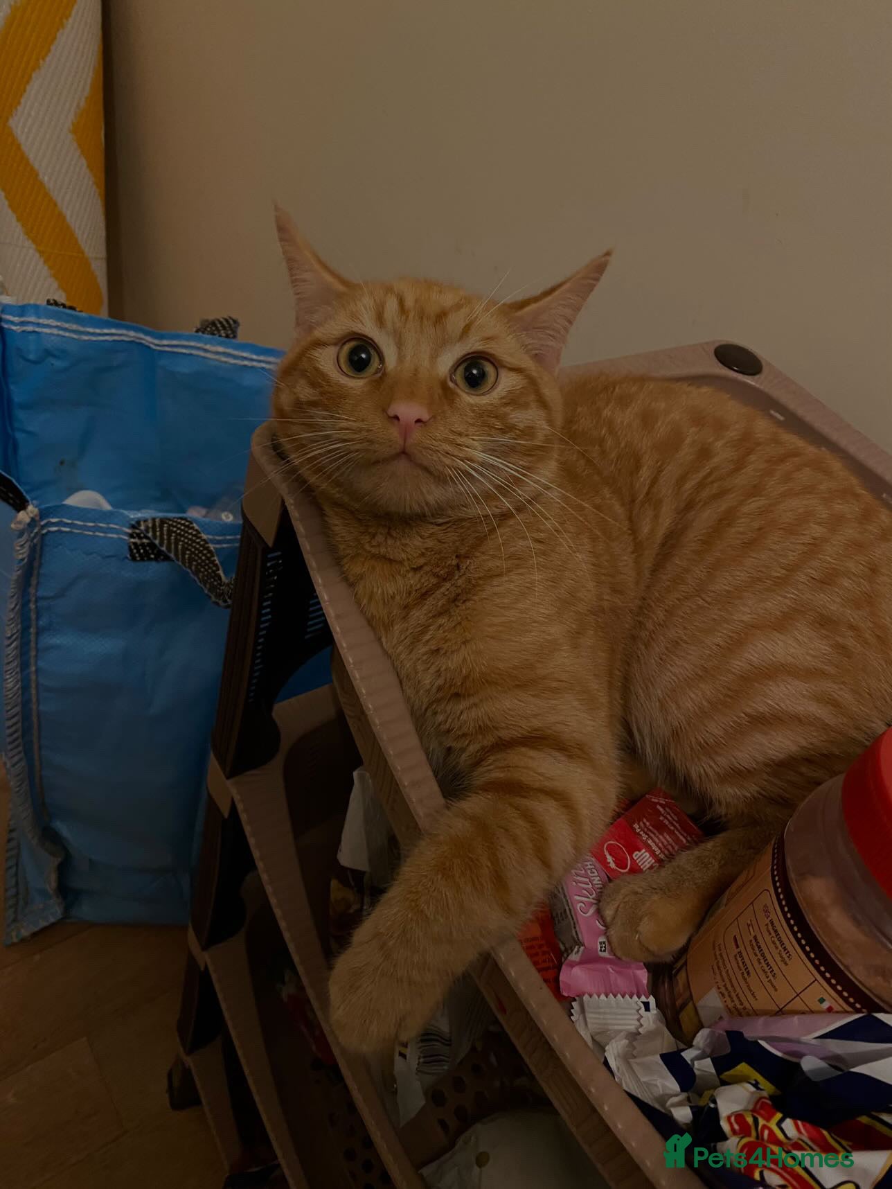 Domestic Shorthair cats TeddyBear - Advert 18