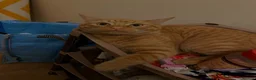 Domestic Shorthair cats for sale: TeddyBear - Advert 1