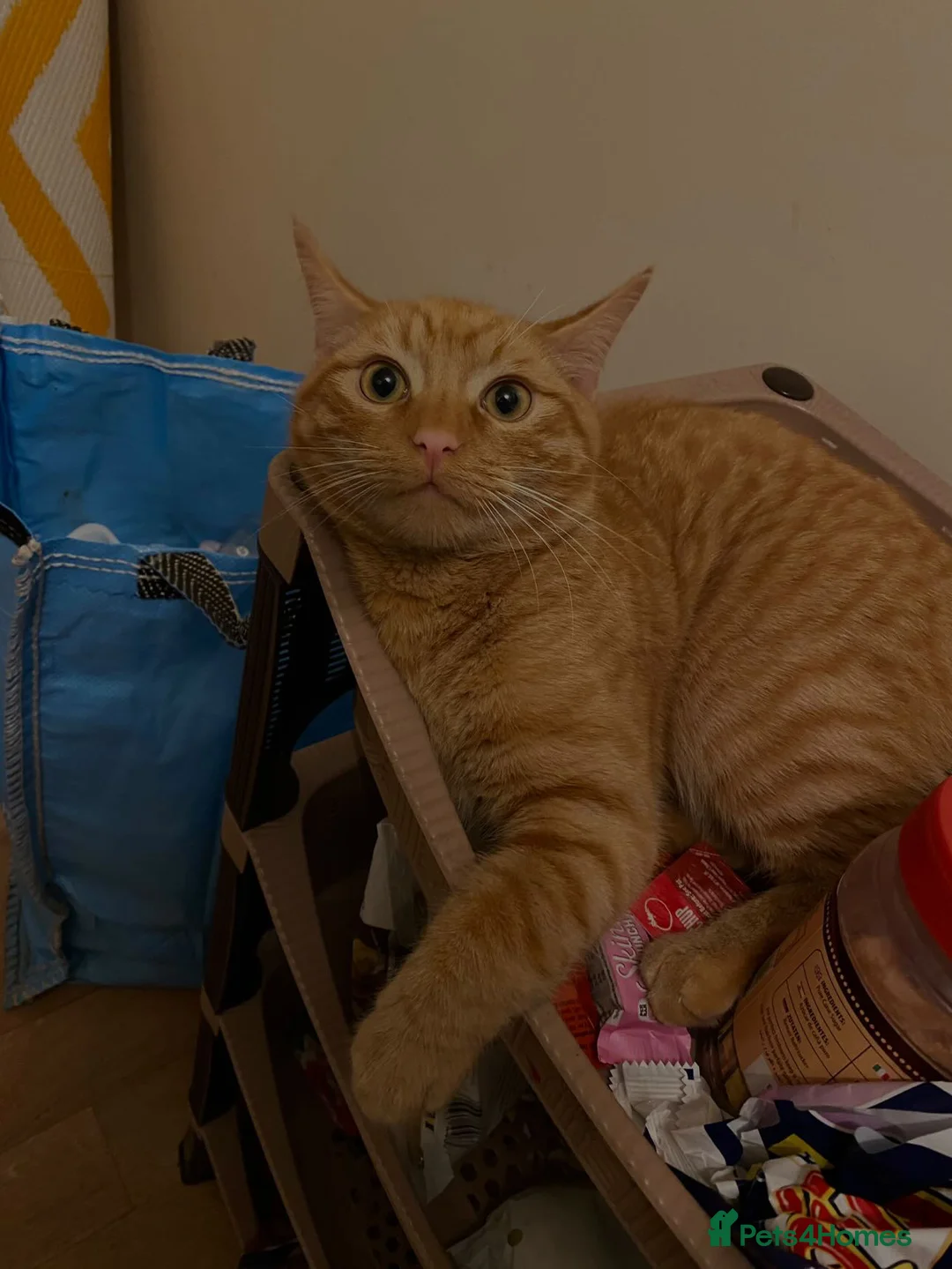 Domestic Shorthair cats for sale: TeddyBear - Advert 1