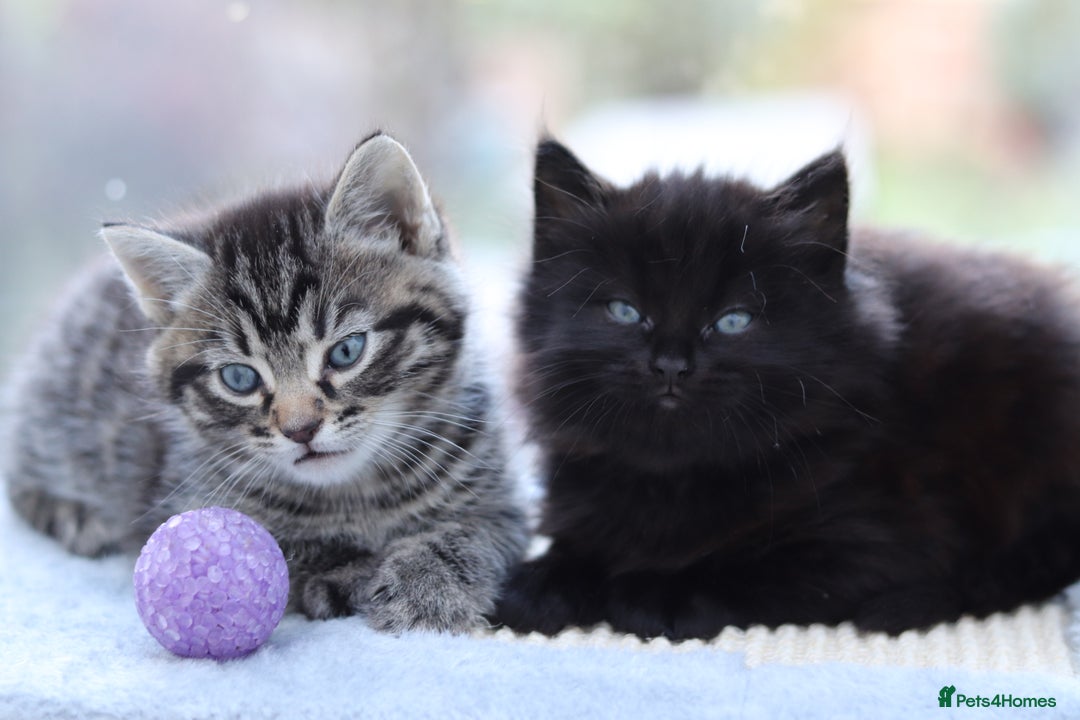 Mixed Breed cats for sale: Adorable Kittens - Advert 12