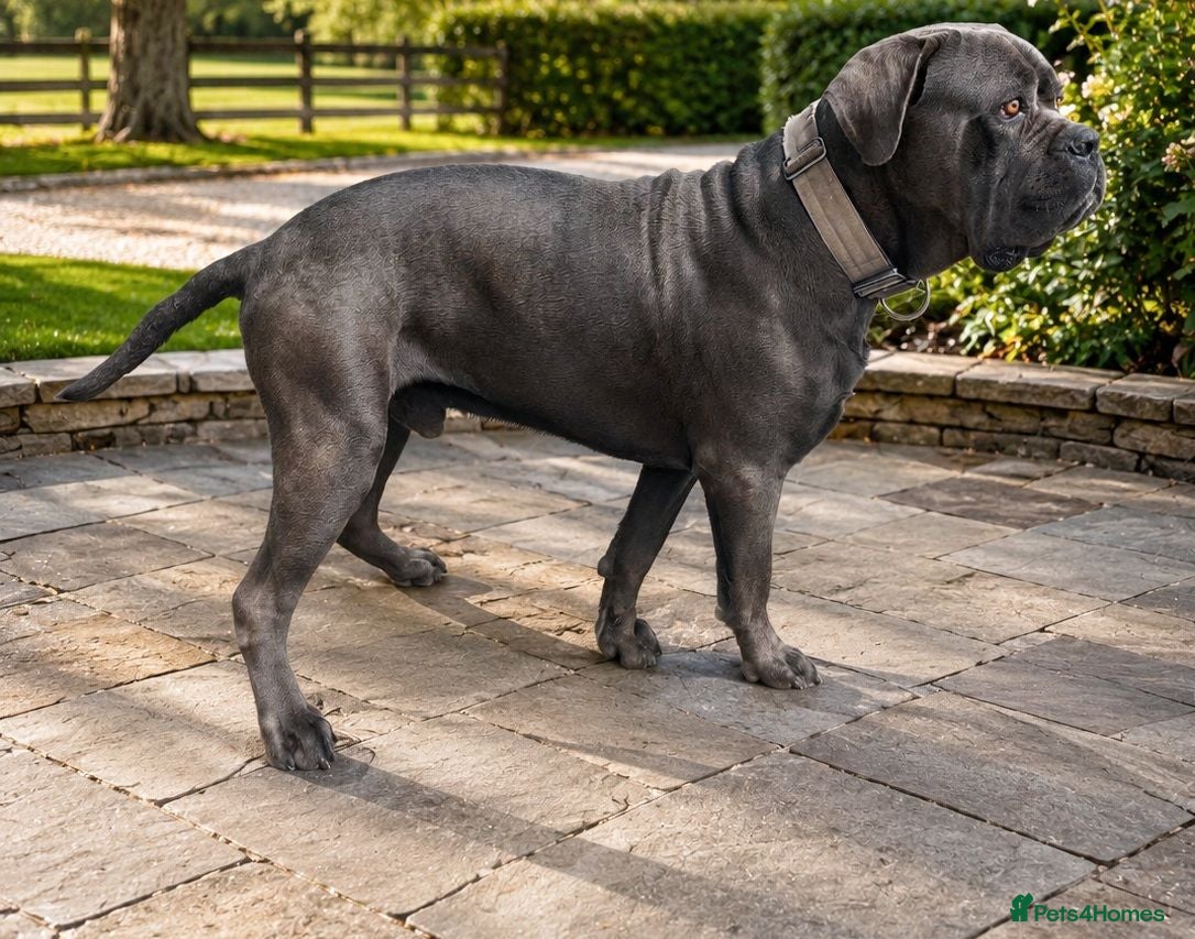 Cane Corso dogs BLUE CANE CORSO MALE LOOKING FOR A NEW HOME  - Advert 4
