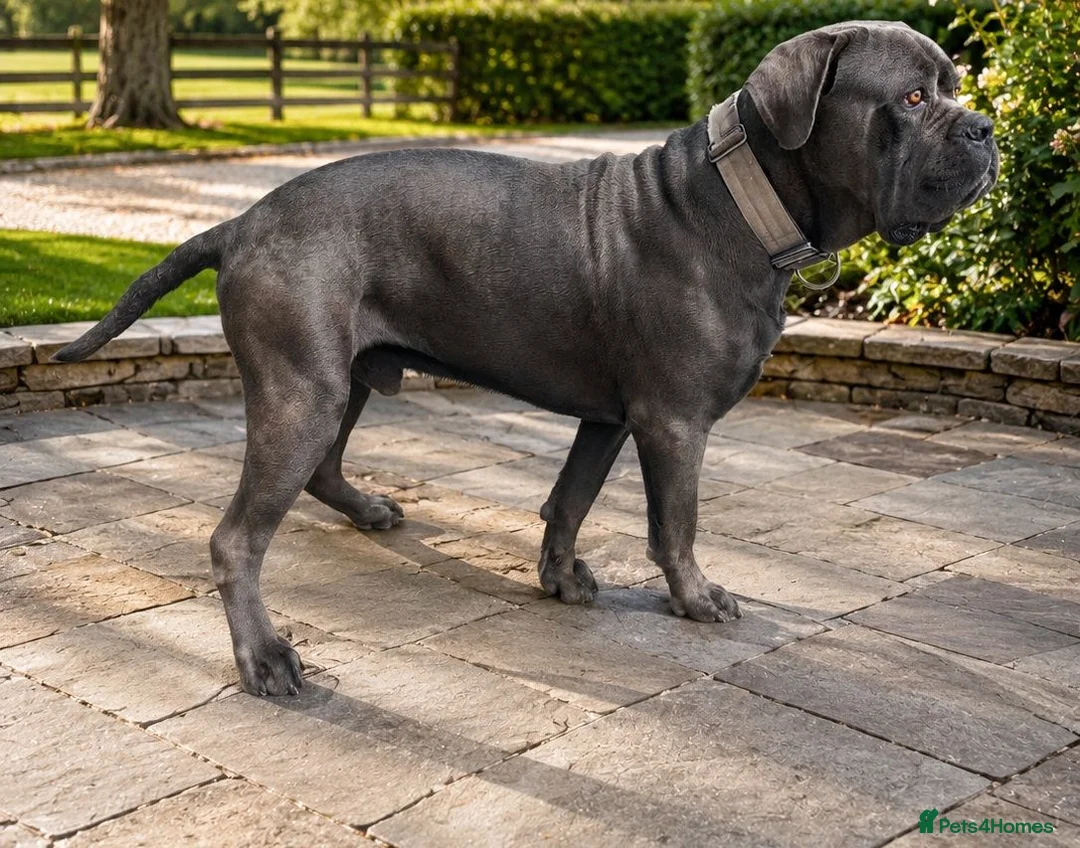 Cane Corso dogs for sale: BLUE CANE CORSO MALE LOOKING FOR A NEW HOME  - Advert 1