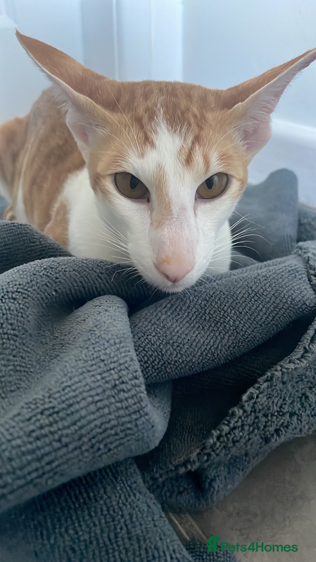 Oriental cats for sale: Oriental shorthair  - Image 3