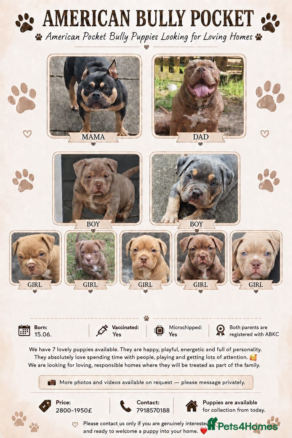 American Bully dogs Pocketbully puppy ready to send ;) - Advert 1