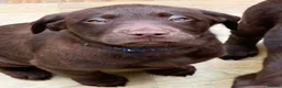 Labrador Retriever dogs for sale: Beautiful Chocolate Labrador Puppies - 09/03/2026 - Advert 3