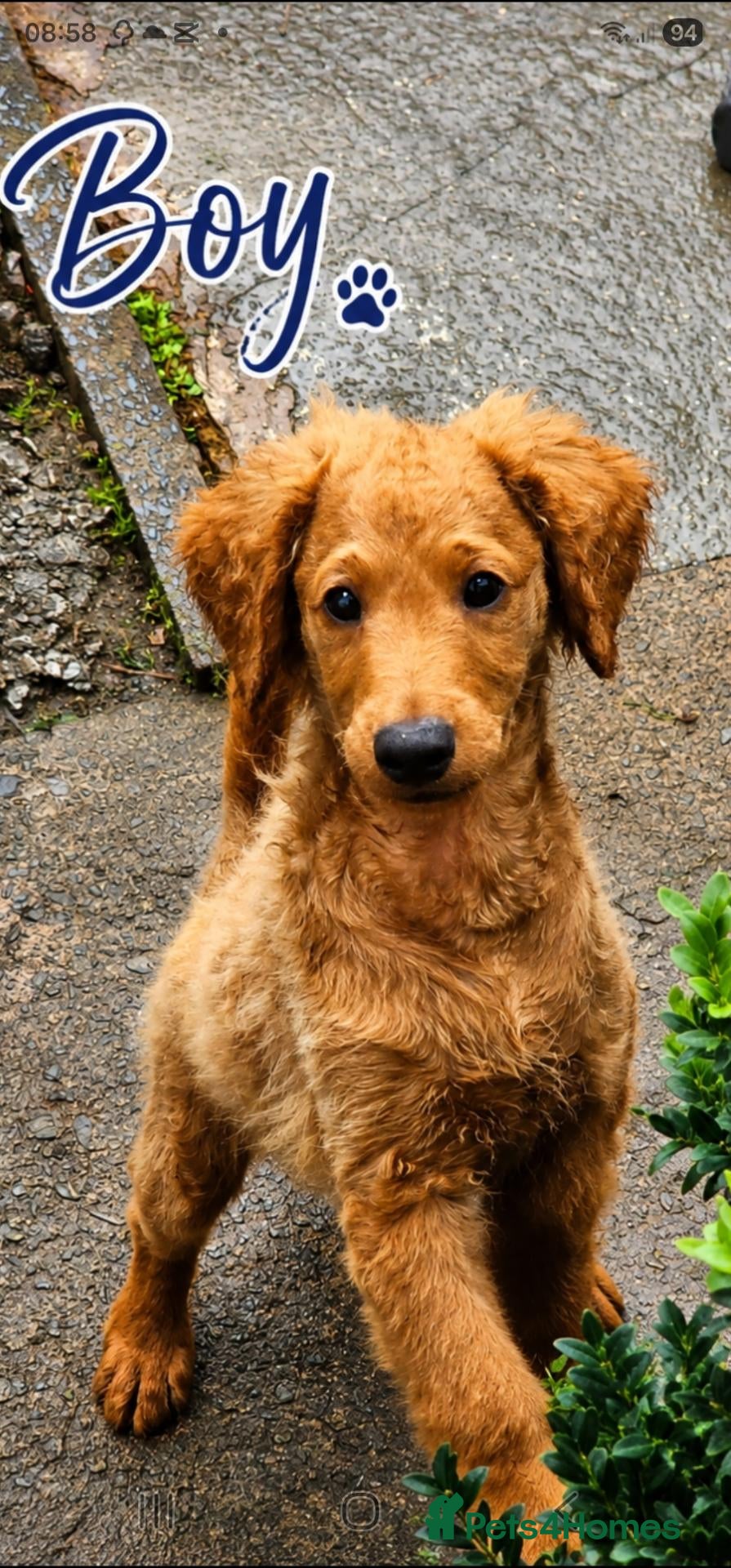 Cavapoo dogs 3 F1B Cavapoo Puppies Looking for Loving Homes 🐾 - Advert 7