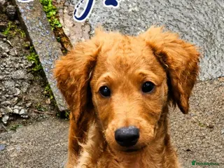 Cavapoo dogs 3 F1B Cavapoo Puppies Looking for Loving Homes 🐾 - Advert 7