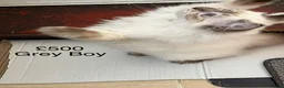 Ragdoll cats for sale: 💖Fabulous Pure Ragdoll Kittens Waiting for Love❤️ - Advert 12