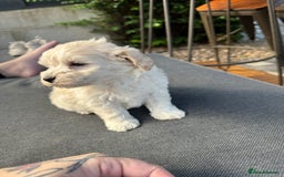 Maltipoo dogs for sale: Tiny Teddy bear maltipoo puppy - Image 5
