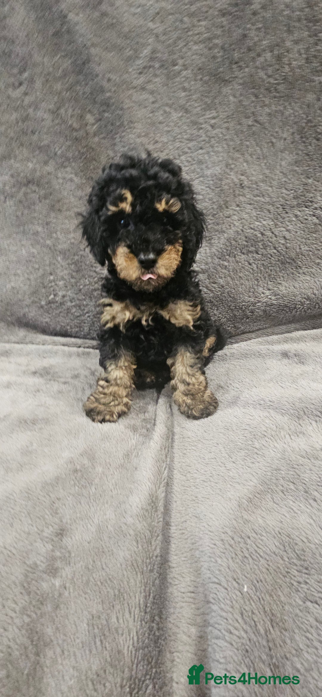 Toy Poodle dogs for sale: Beautiful Toy Poodle Puppies - Advert 21