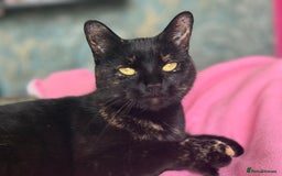 Mixed Breed cats for sale: Beautiful kittens available  - Image 15
