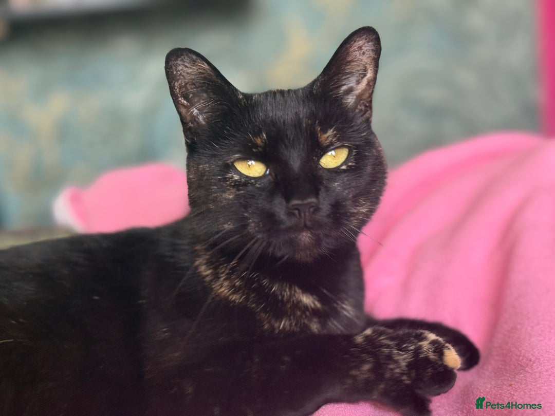 Mixed Breed cats for sale: Beautiful kittens available  - Image 15