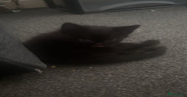Bombay cats - Advert 7