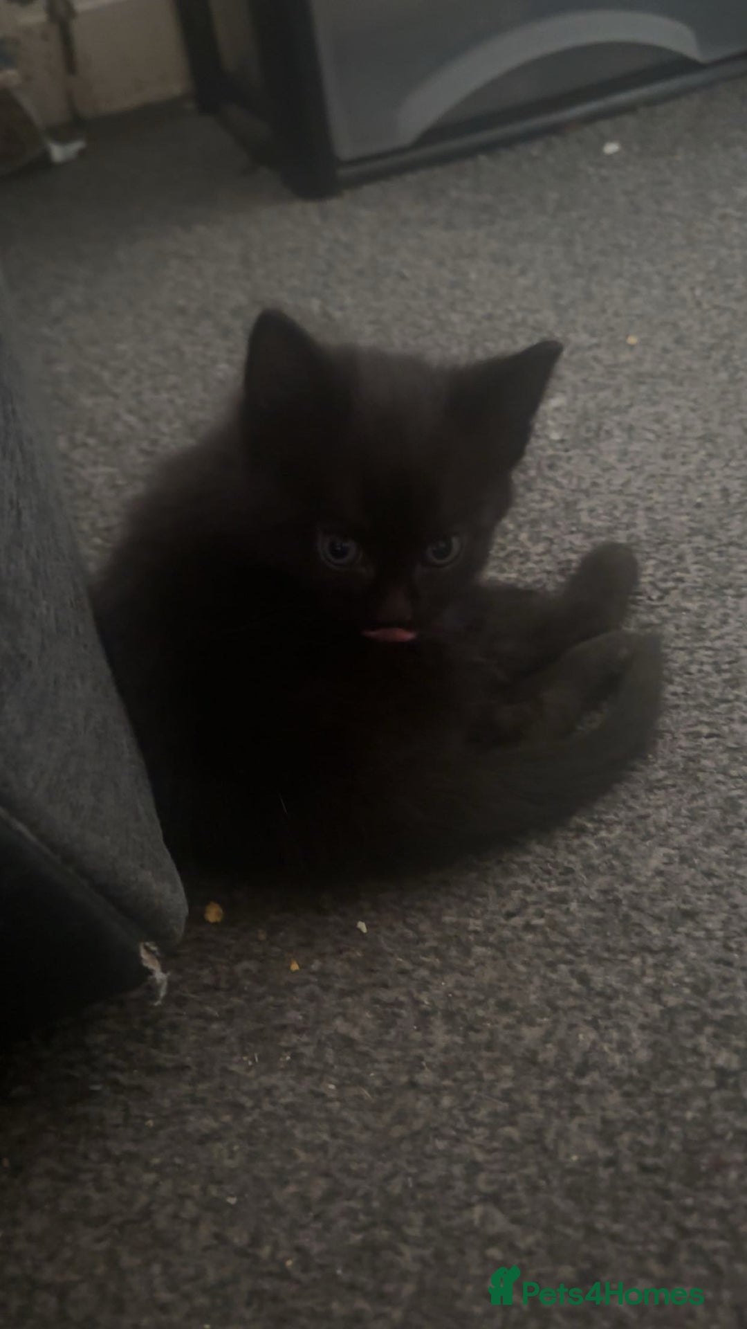Bombay cats for sale: 5 beautiful babys - Image 3